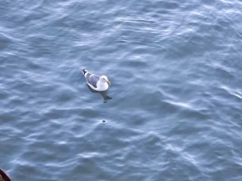 A seagull making wave ripples when moving in the bay water Stock Photos