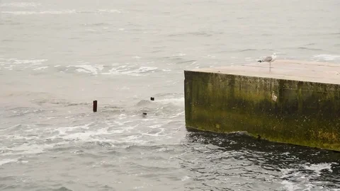 Seagull at the mall Stock Footage 76600228