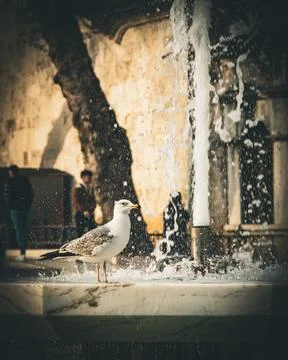 Seagull on Marble Waterfall Foto stock