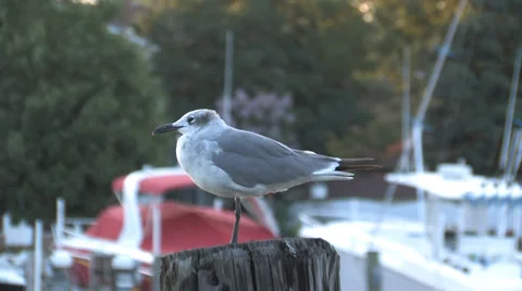 Seagull in Marina 動画素材 37018682