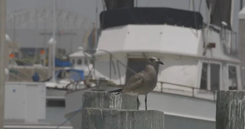 Seagull In Marina 스톡 동영상 127545246