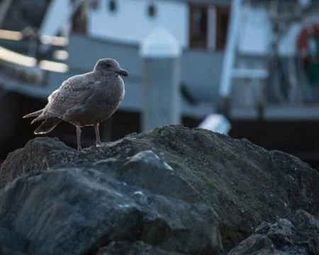 Seagull on marina Stock Photos