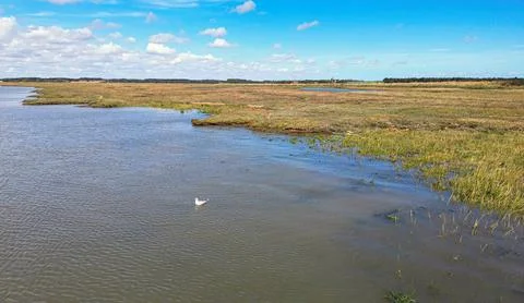 Seagull on the marsh Foto stock