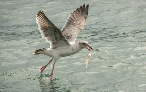 Seagull mid flight holding chicken wind stolen from crab trap Stock Photos