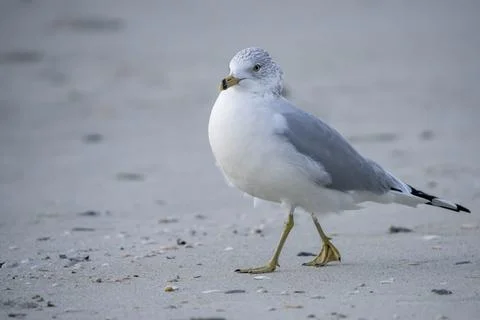 Seagull mid stride Stock Photos