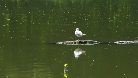 Seagull on the middle of the lake 库存影片 90608897