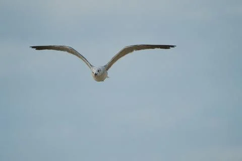 Seagull Midflight Stock Photos