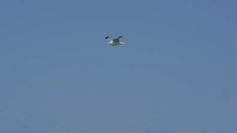 Seagull / Moewe 01 Foto stock