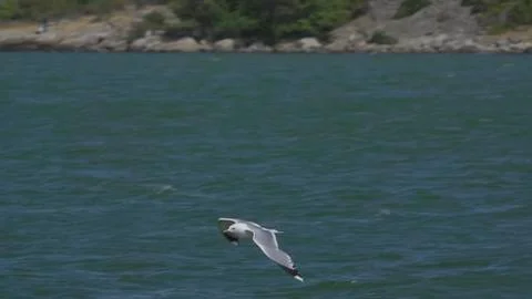 Seagull / Moewe 02 Foto stock