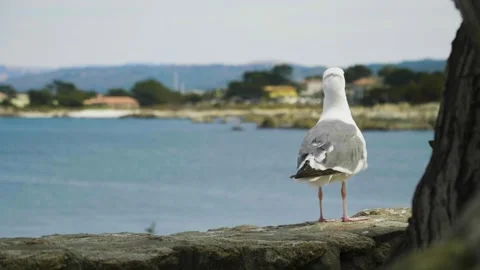 Seagull in Monterey Bay Stock Footage 244824247