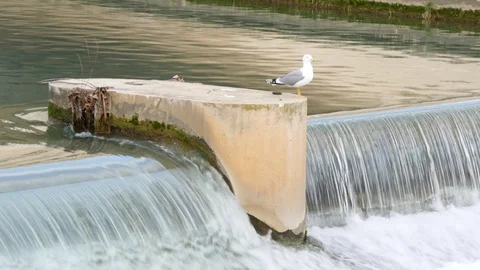 Seagull in Montpellier. Le Lez river. Stock Footage 100995344
