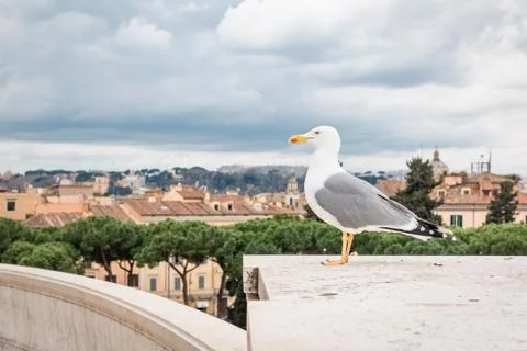Seagull on monument Stock Photos