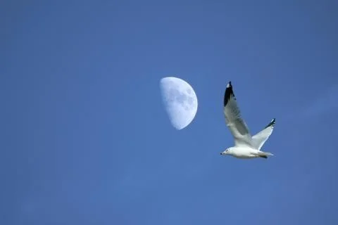 Seagull with Moon Stock Photos