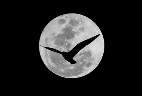 Seagull on the moon Stock Photos
