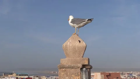 Seagull, Morocco Stock Footage 190511972