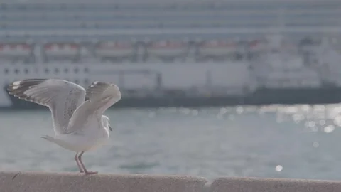 Seagull Moving on Waterfront Ledge with Harbor View in Sydney, Australia Stock Footage 345729232