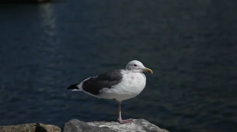 Seagull MS Stock Footage 30921501