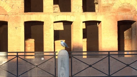 Seagull on munument Stock Footage 125696979