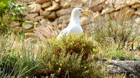 Seagull in the nature. Stock Footage 112619971