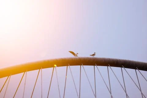 Seagull in the nature Stock Photos