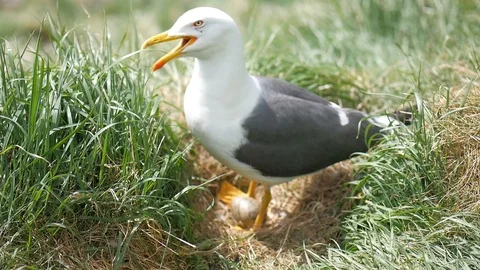 Seagull on nest with egg closeup on Incholm Island near Edinburgh. Stock Footage 92599096