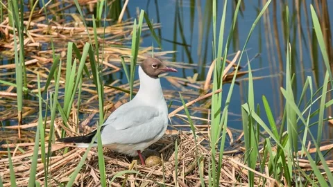 Seagull on nest with eggs. Black-headed gull (Chroicocephalus ridibundus) is  Stock Footage 197315469