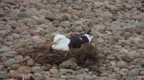 Seagull in a nest Stock Footage 12223257