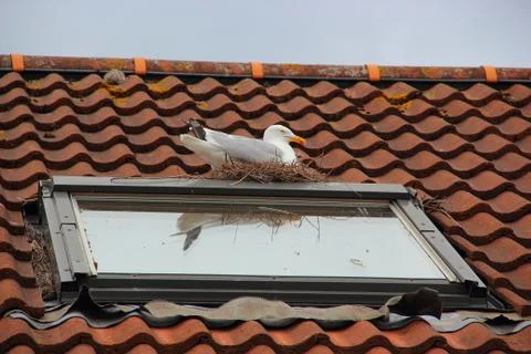 Seagull nesting Stockfoto's