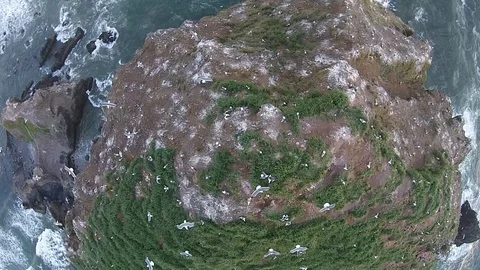 Seagull Nesting Rock in Ocean, Oregon Beach, Pacific Northwest Stock Footage 101623012