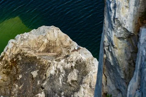 Seagull Nesting on Rocky Cliffside Stock Photos