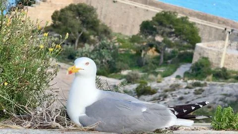 A seagull nesting on a rugged cliff, surrounded by a stunning coastal landsca Stock Photos