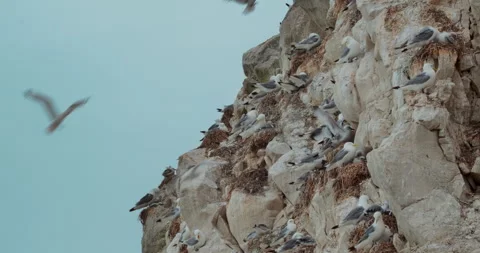 Seagull Nesting Site: Chicks Being Hatched on Cliffs 스톡 동영상 273952892