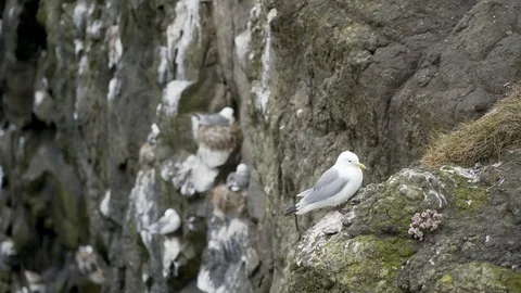 Seagull nesting on a vertical rocks. Video stock 124215739