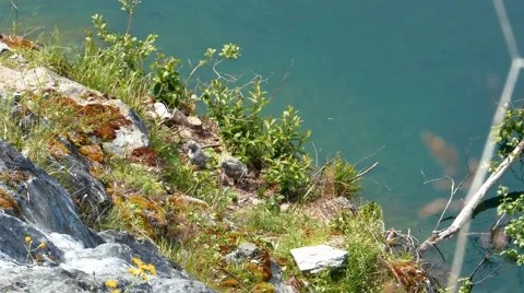 Seagull Nestlings from High Angle Video stock 54936416