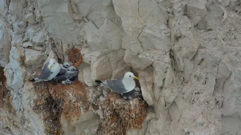 Seagull Nests: Chicks in White Cliff Nests Stock-Footage 271602477