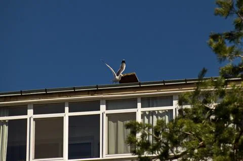 A seagull next chimney in which it is nesting while taking off for a flight 库存照片