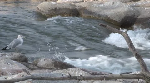 Seagull next to river  - 1920 X 1080 HD 스톡 동영상 40085651