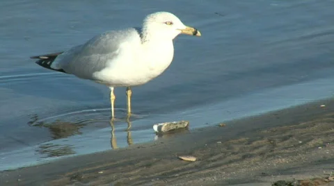 Seagull nice colors 스톡 동영상 352705