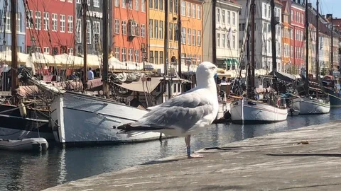 Seagull at Nihav Canal 库存影片 95740901