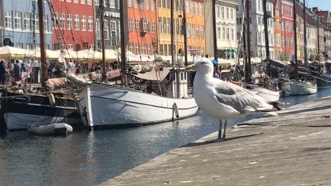 Seagull at Nihav 库存影片 95740913