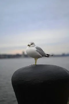 Seagull in NY Stock Photos