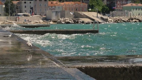 Seagull observing the high waves. Slow motion. High definition video Stock Footage 79531158