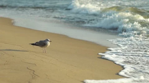 Seagull observing the waves on the sandy shores of the Baltic Sea Video stock 311866002