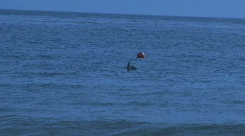 Seagull in Ocean 01 Video stock 756614