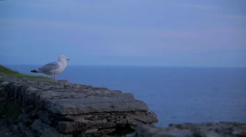 Seagull on Ocean Cliff Stone Wall, Ireland Stock Footage 49508129