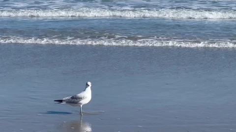 Seagull by the Ocean Stockbeeldmateriaal 263359668