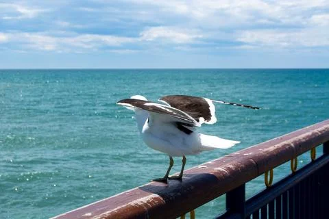 Seagull by the Ocean with Wings Spread Stock Photos