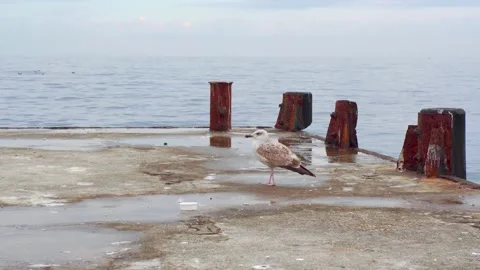 A seagull on the old pier is cleaning its wings and resting. Blue sky Stock Footage 143805003