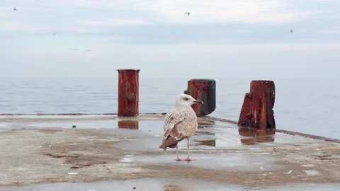 A seagull on the old pier is cleaning its wings and resting looking at the sea Stock Footage 143805067