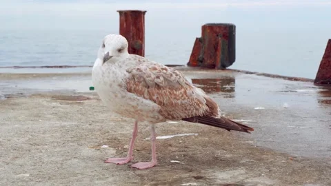 A seagull on the old pier is cleaning its wings and resting. Sea bird Video stock 143805316